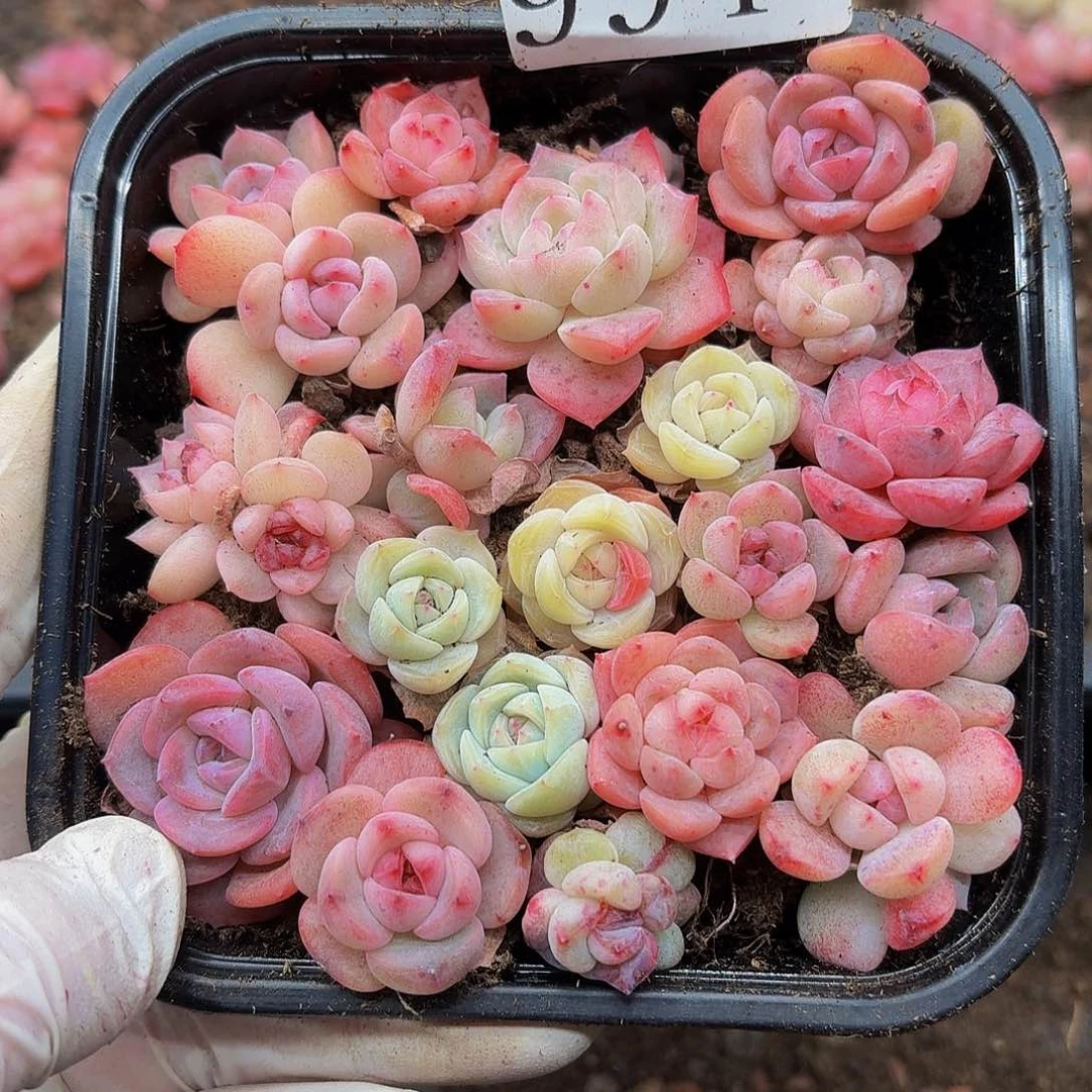 多肉植物多肉植物994