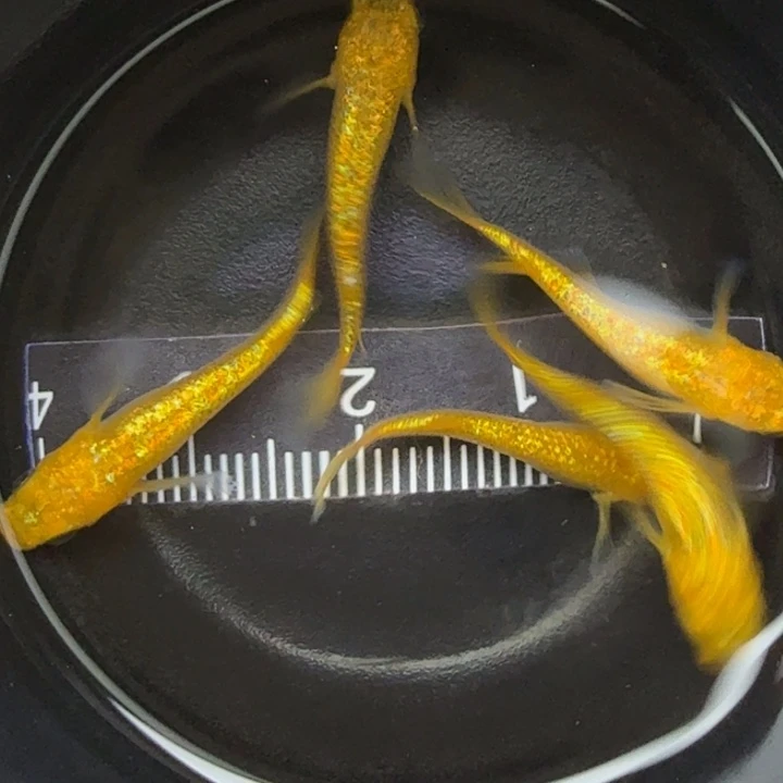 青鳉鱼阳光52号青鳉