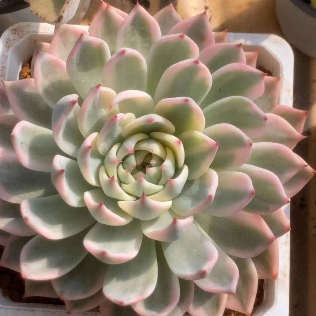 088吉娃娃锦锦锦锦锦