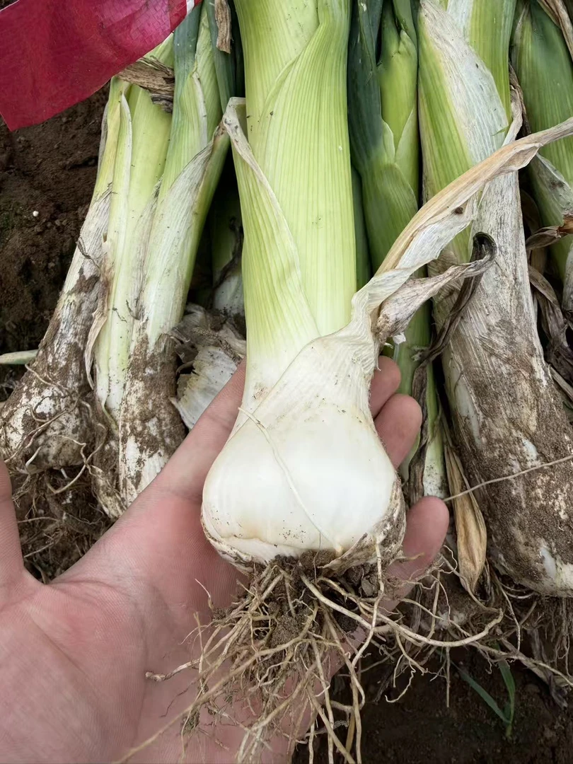 【巨优惠】正宗河北鸡腿葱大葱非山东铁杆长白葱新鲜蔬菜农家自种