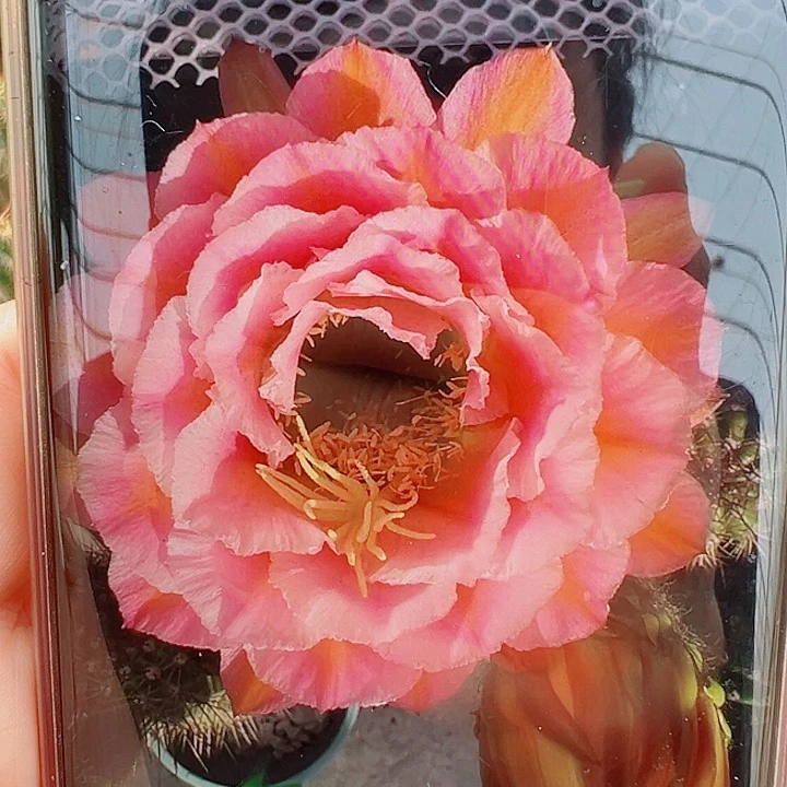 毛花柱  曙光带根  10公分左右