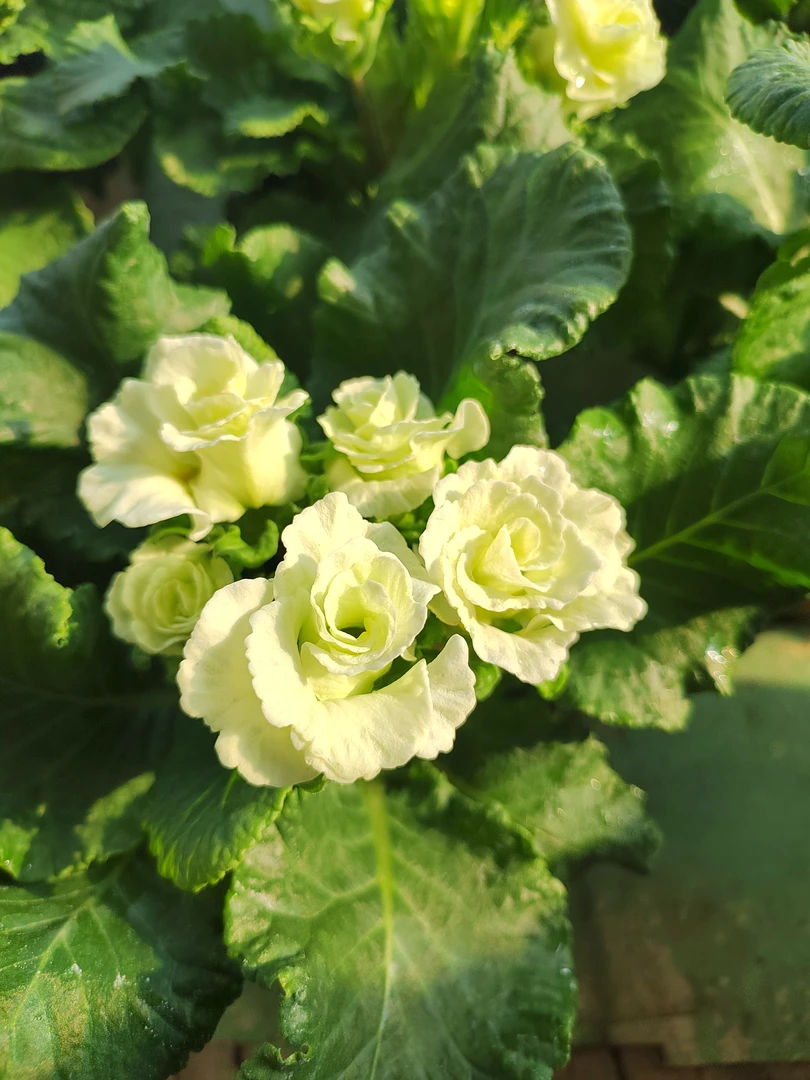 玫瑰报春花耐寒耐旱室内庭院多彩多姿年景花