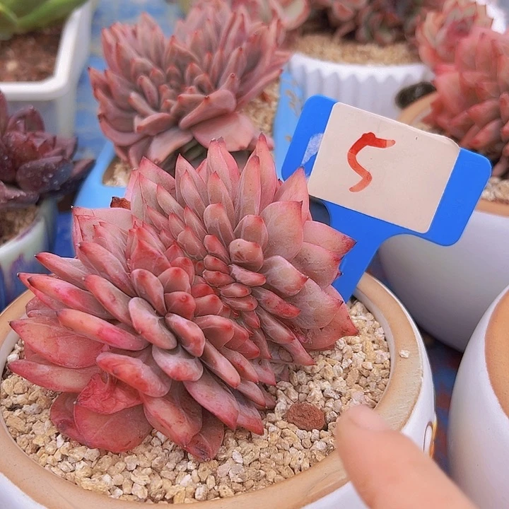 5香冰最一个脱土多肉