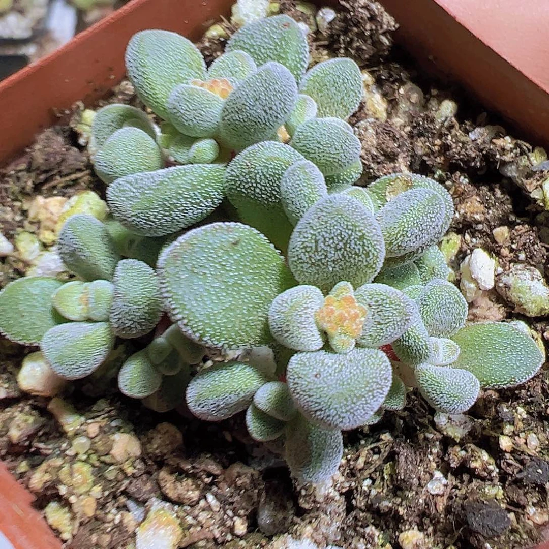 康兔子拓土发货19包邮