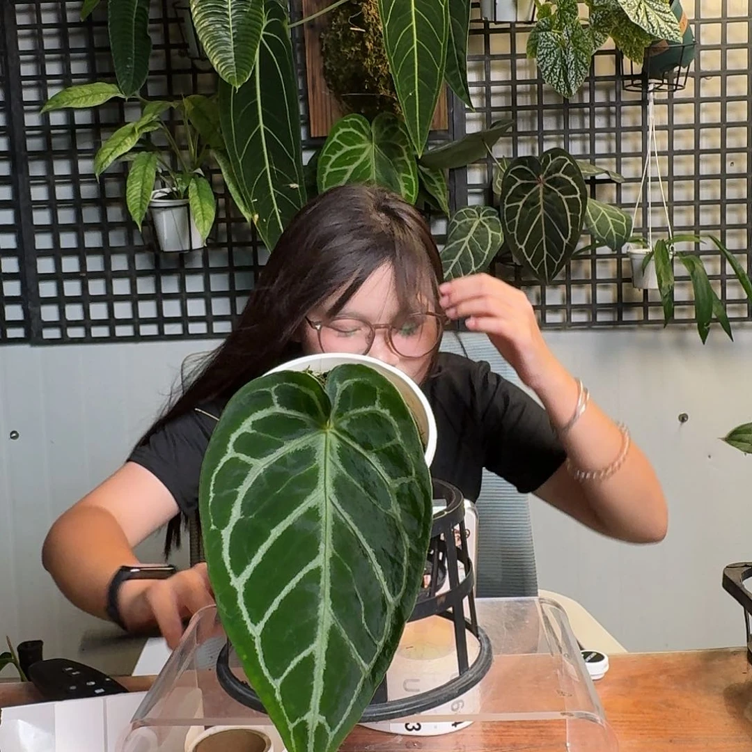无花朵t****g一物一拍U162
