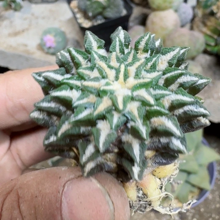 福利自根黑牡丹795