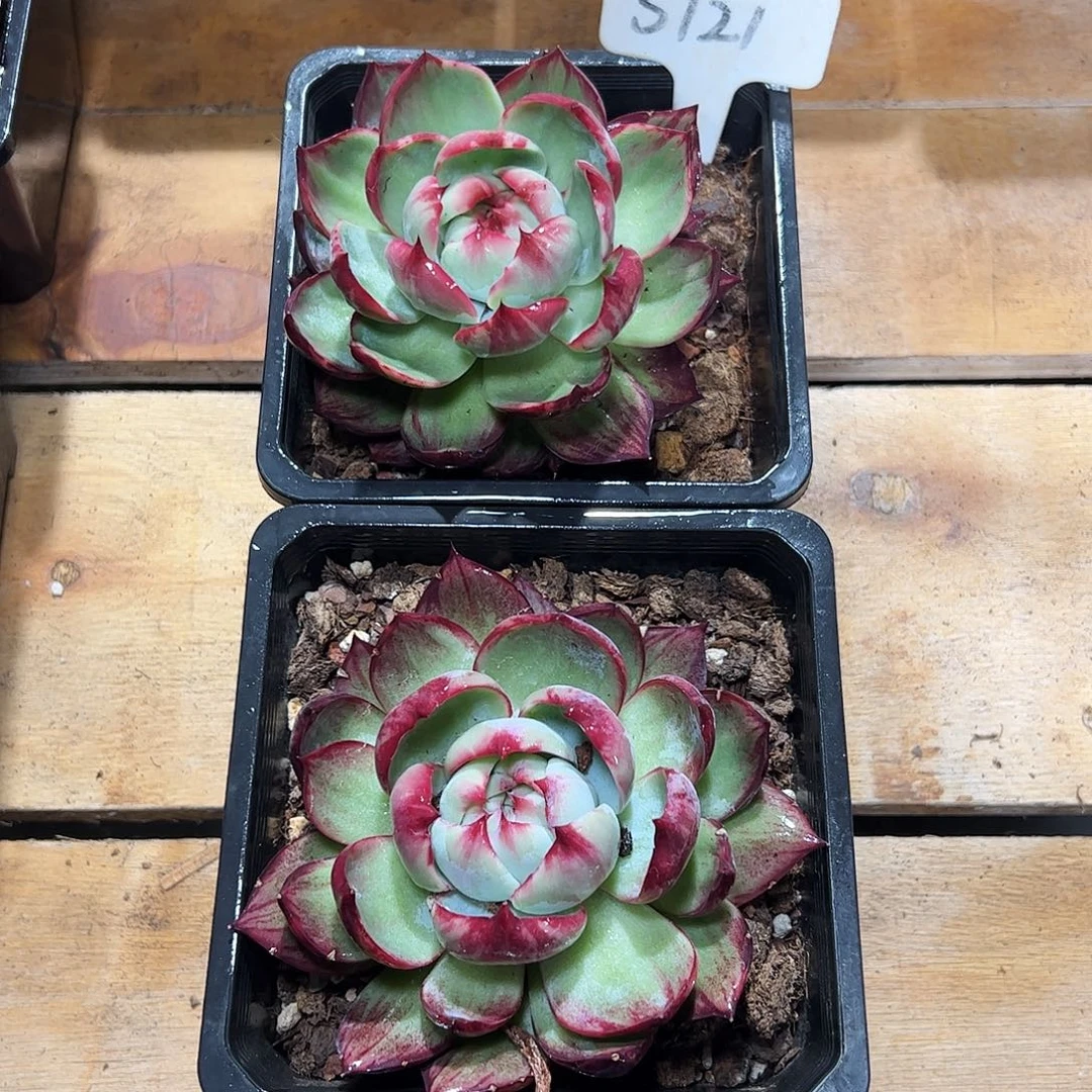 惊鸿仙子5121.1207号