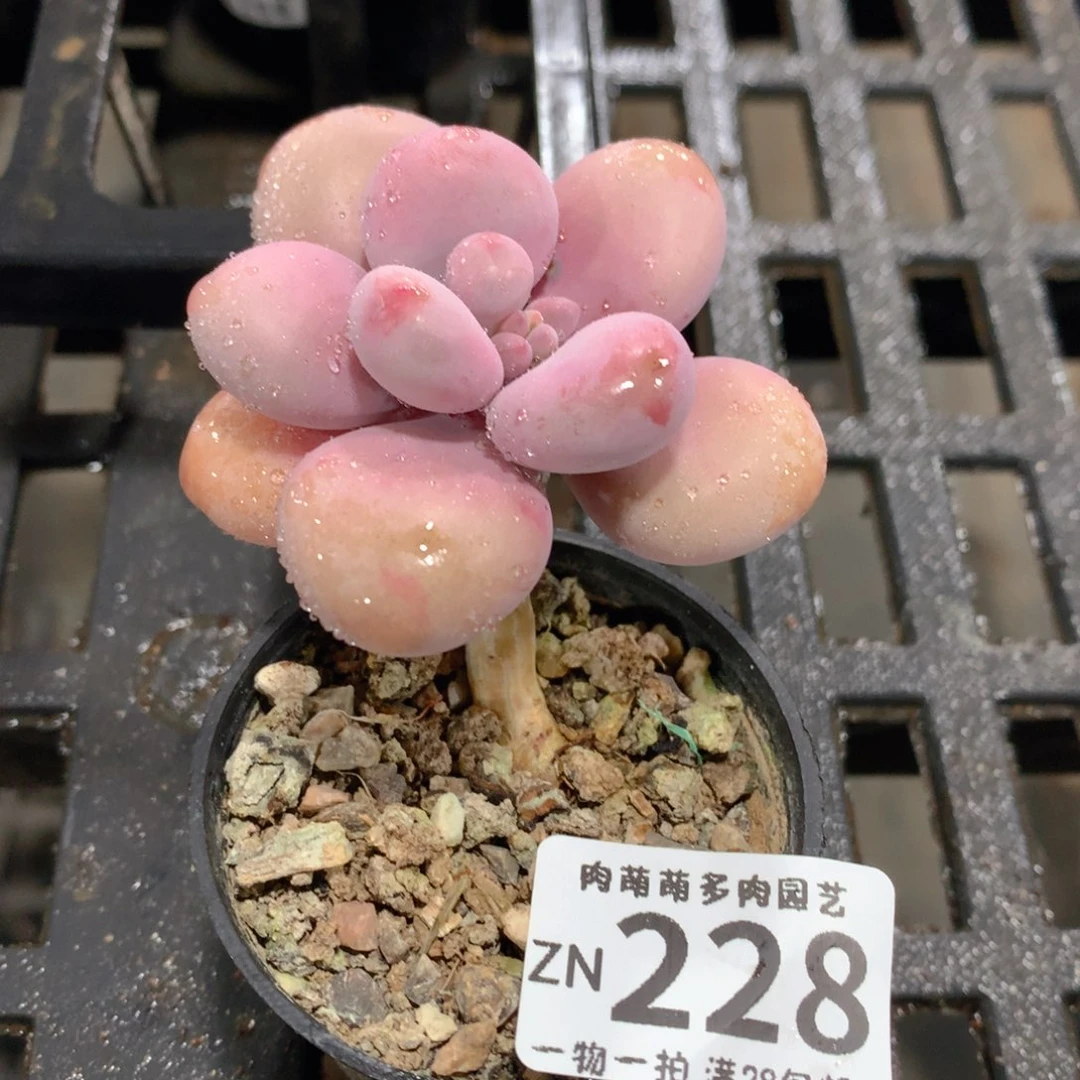 肉萌萌拇指盆精控多肉ZN228