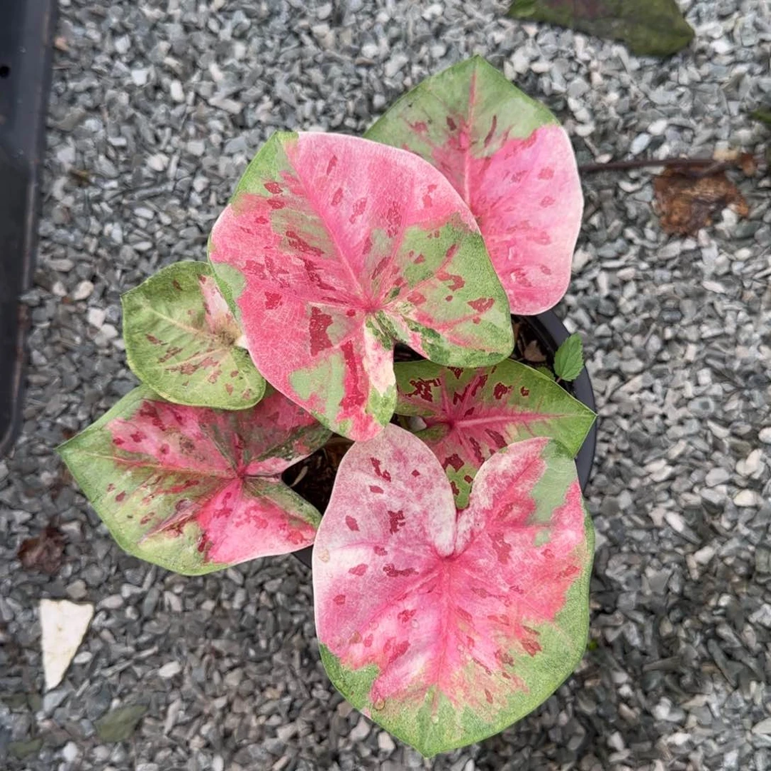 15-0924泰国发货西瓜