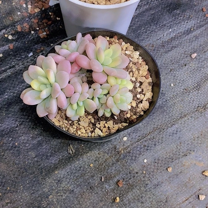牡***丹洛神锦多肉植物群