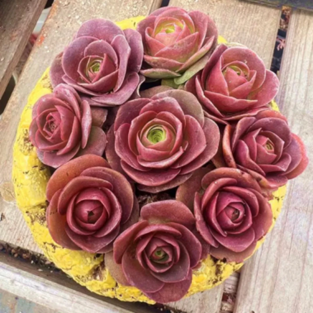 ［满15元包邮］紫玫瑰多肉一颗 以直播间展示为准