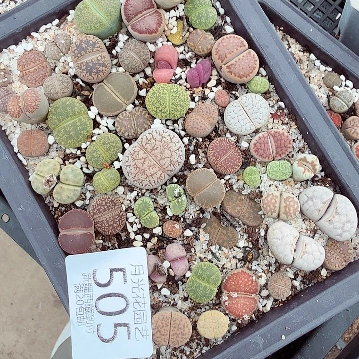 哈哈笑了好的哈这505是
