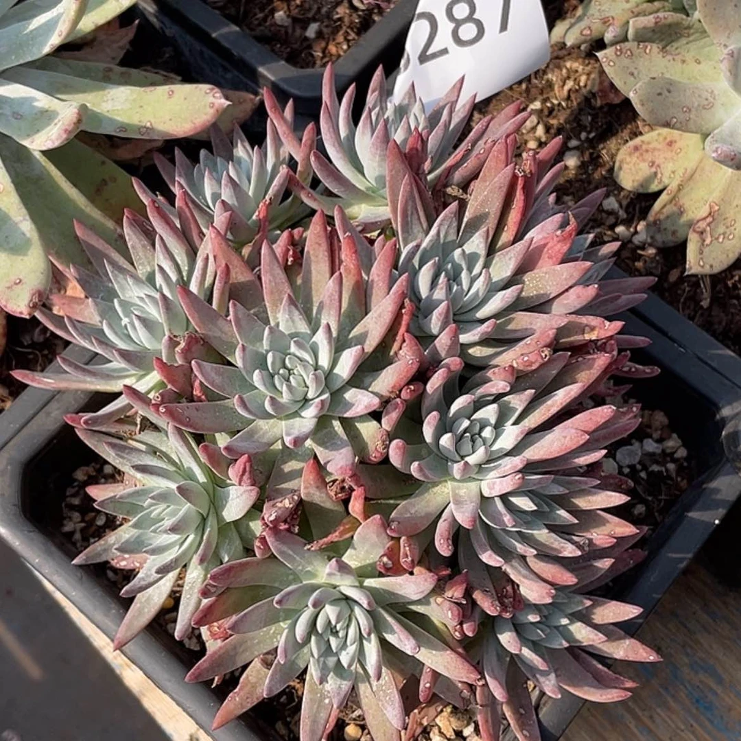 【闪购商品】白菊流丹