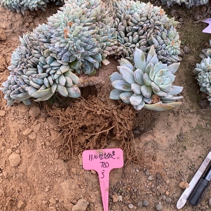 福多多花卉园艺星影