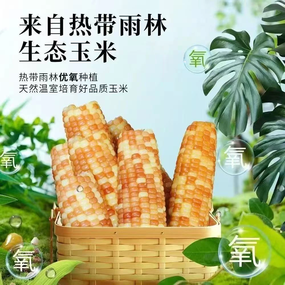 云南甜糯玉米棒西双版纳小花糯玉米甜糯新鲜代餐真空包装低脂