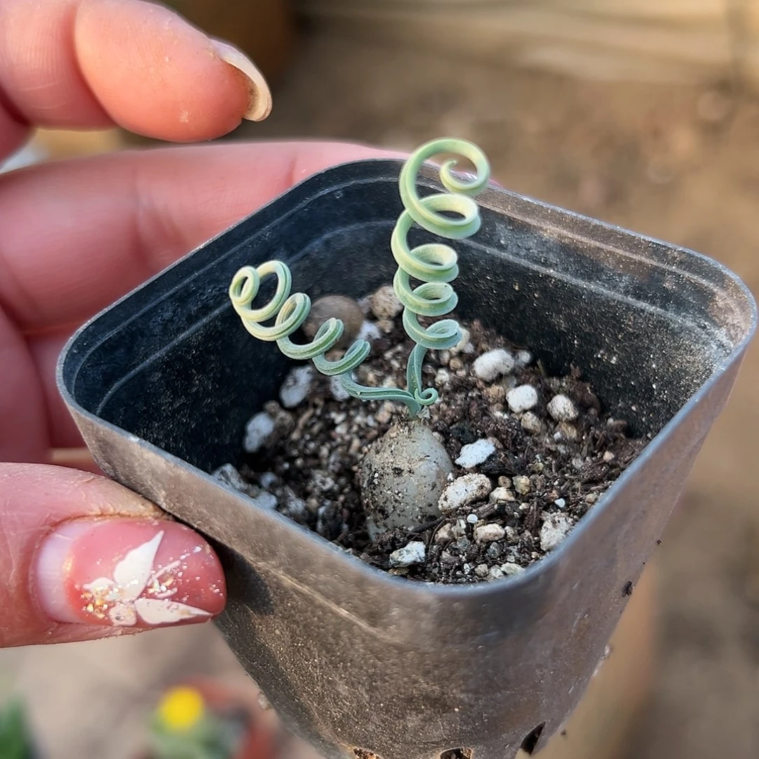 多肉植物贵妃弹簧草