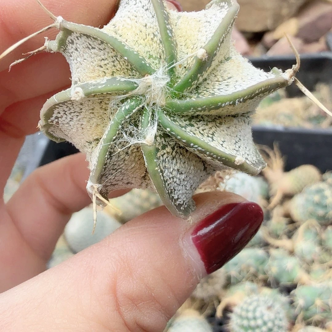 实生银沙瑞凤玉仙人球