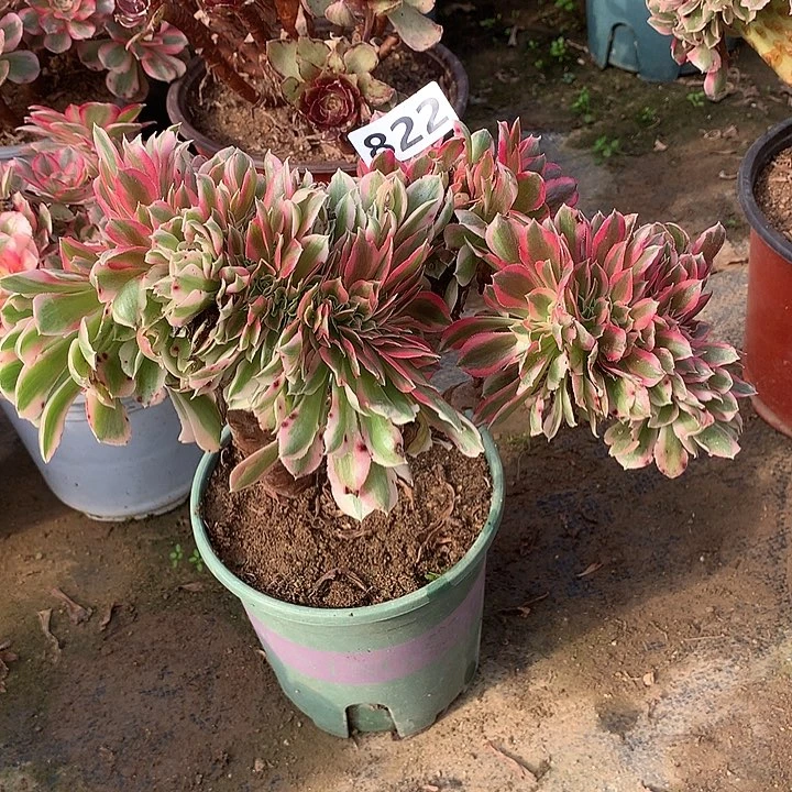 多肉植物粉女巫缀化822