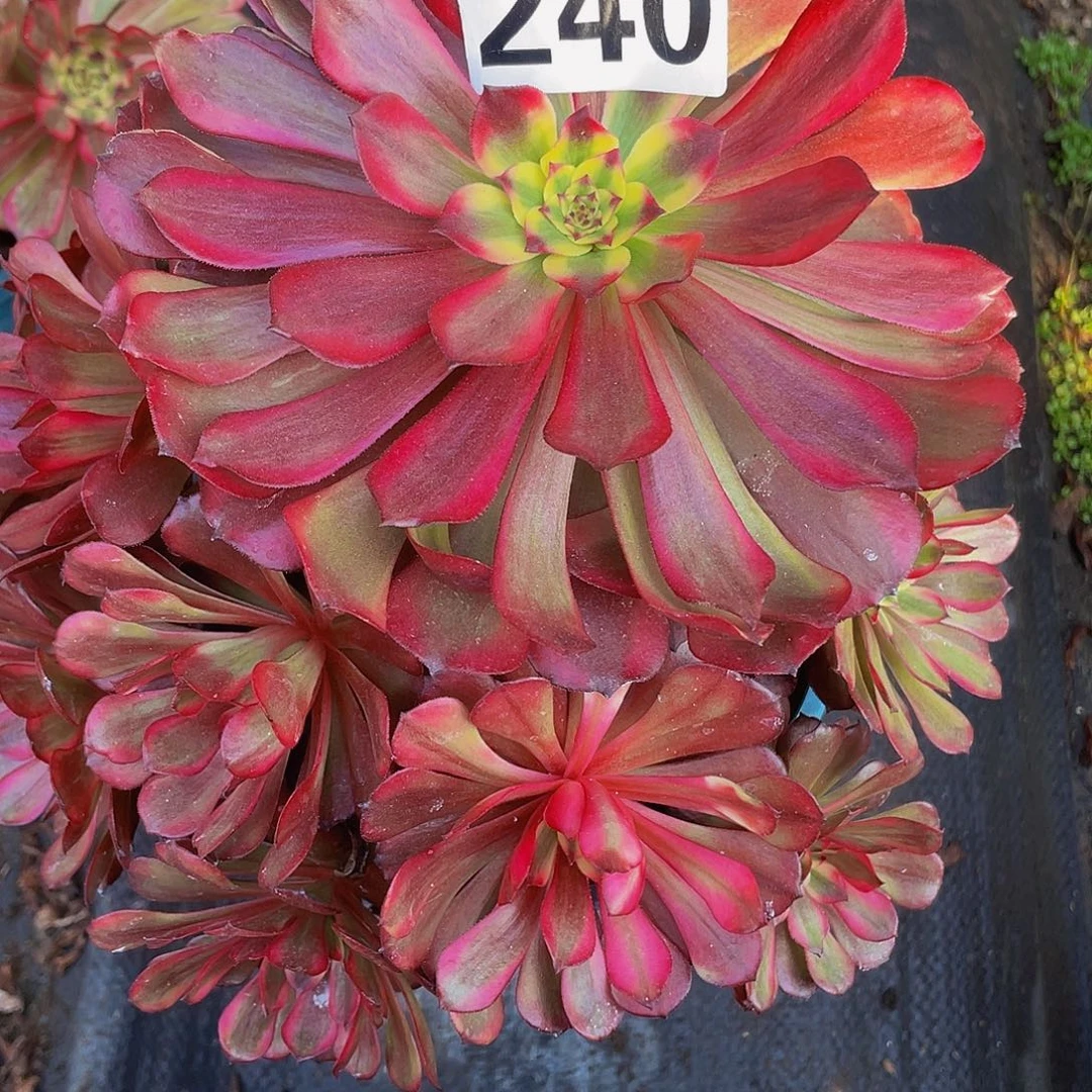 成***瑶多肉法师240号美姬发货不包损