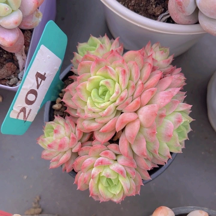 健健康康平平安安