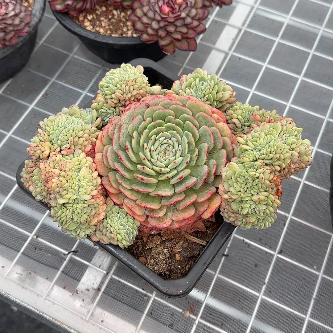 从前慢花园精选白胖子缀