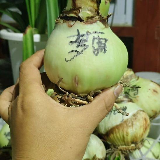 梦露朱顶红进口球