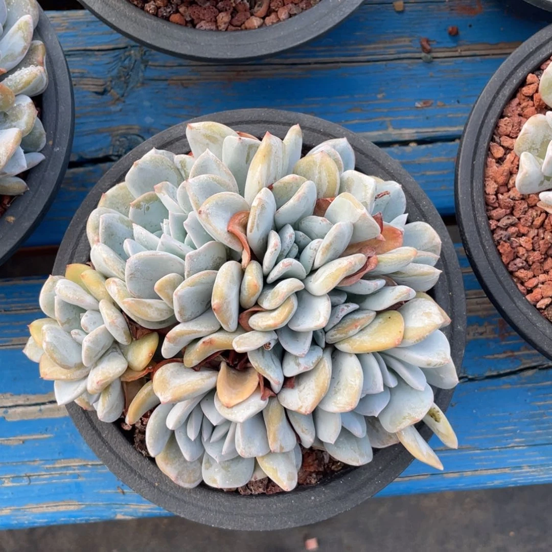 雪特缀化朵朵缀无砍