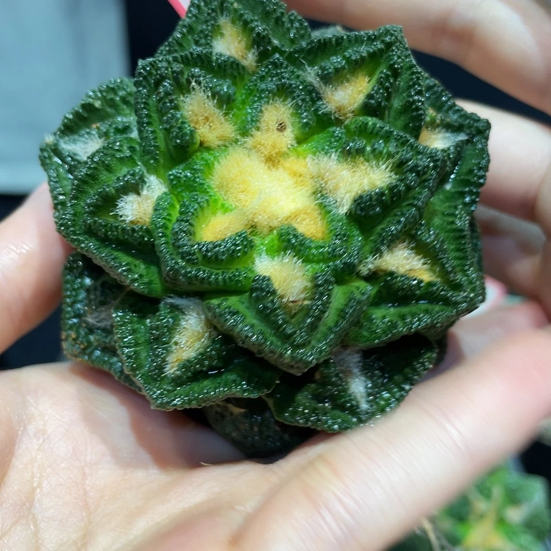 18号7.8cm自根大尤辛顿牡丹萝卜根