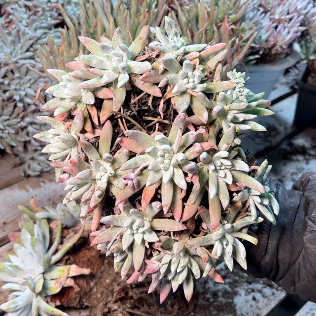 7590哈哈哈哈哈哈哈哈