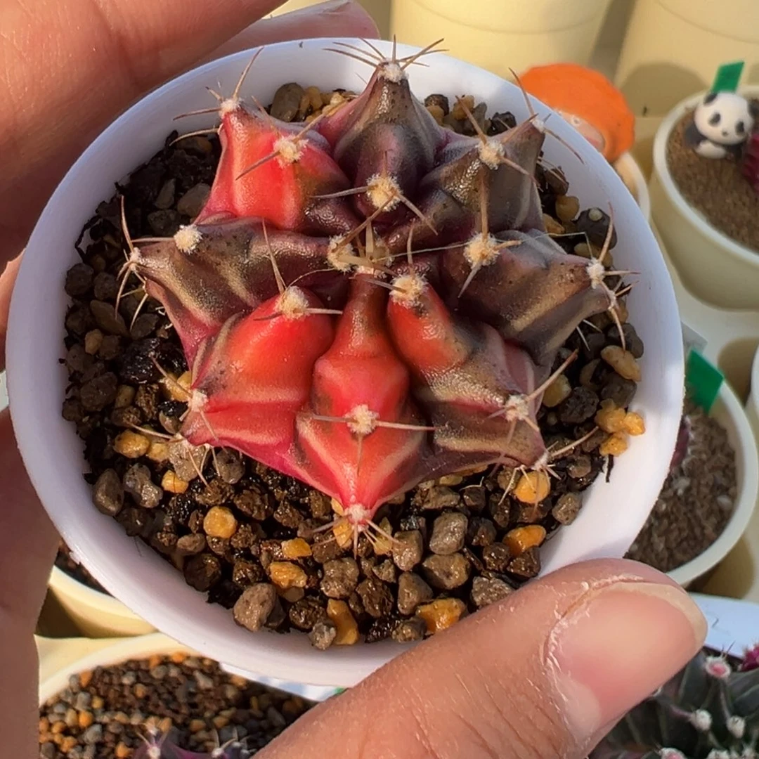 400 好看的米哈冲冲冲