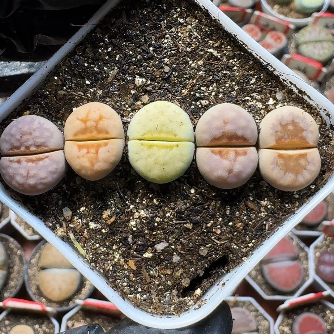 生石花111211。   221
