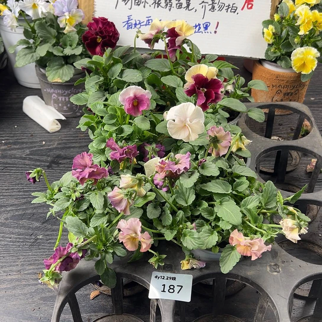 大部分花苞少量开放187号