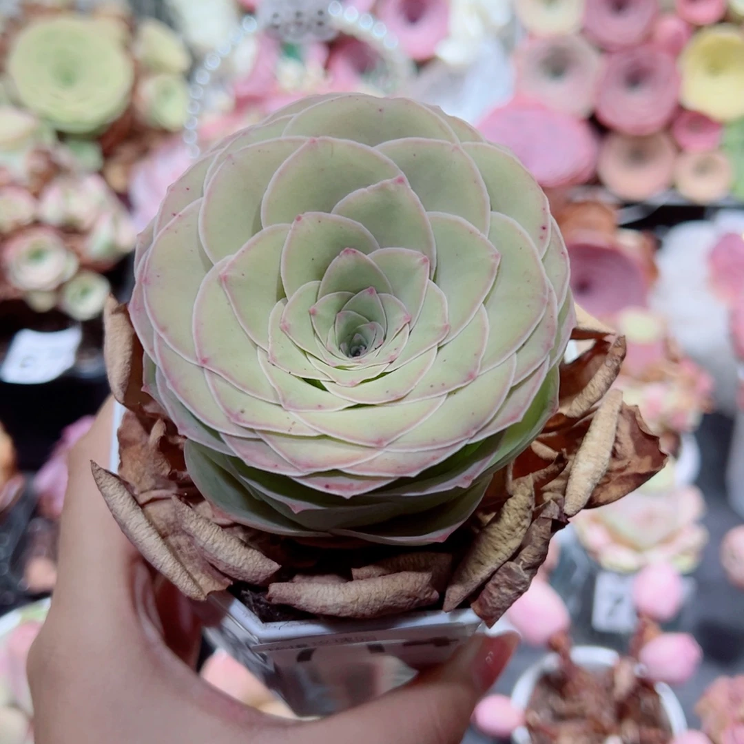 714山地玫瑰双边线单棵。