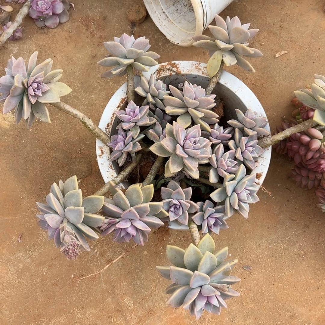 紫雾多肉一棵发货