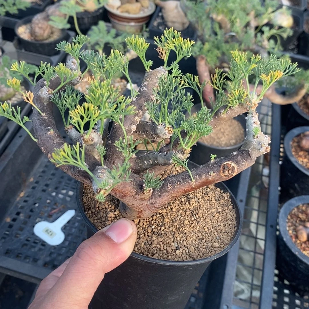 黑皮月界多肉植物