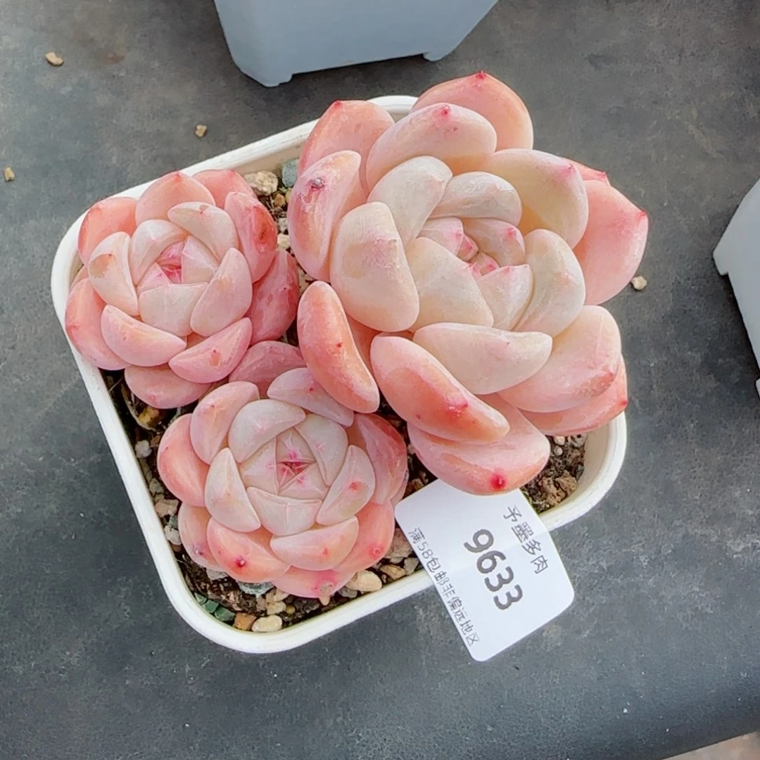 厚梦，9633多肉植物