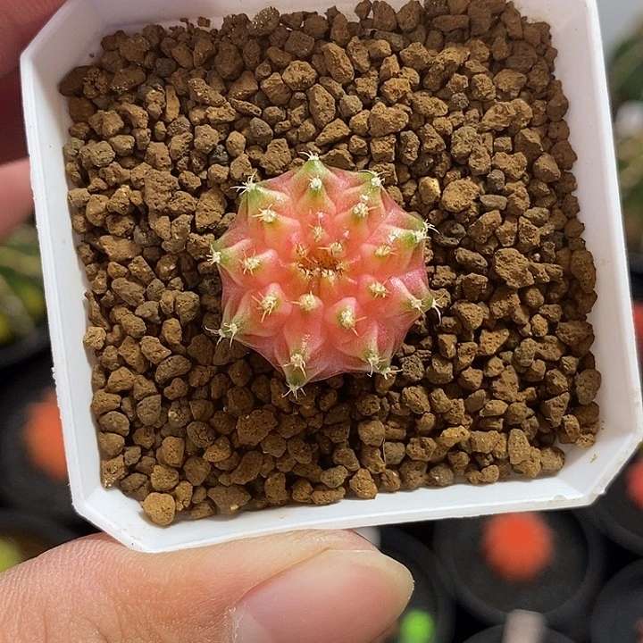 泰系轮回—带盆土发货19