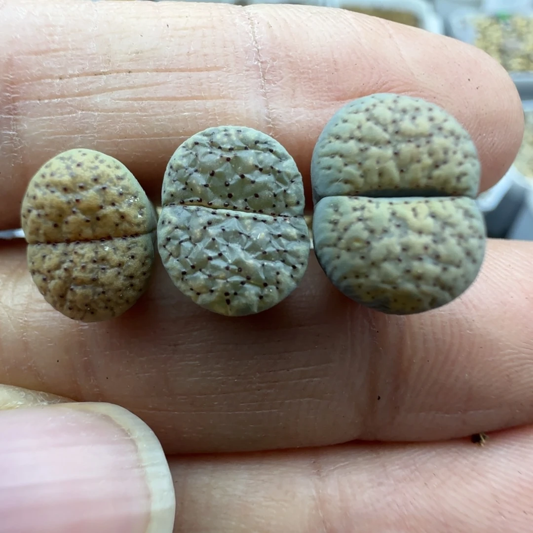 878 清框福利30包邮