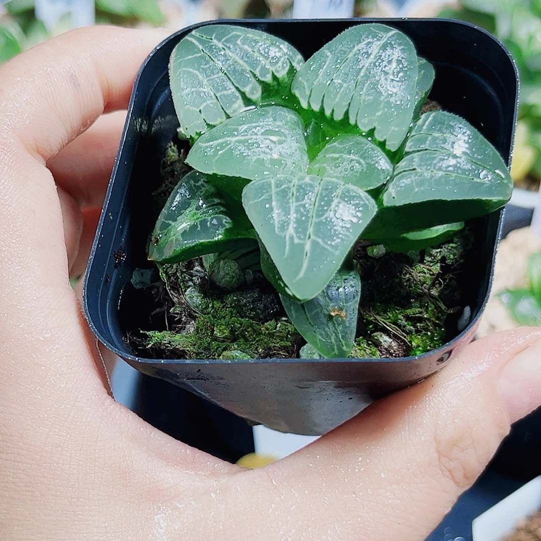 粉色甜心多肉植物6666