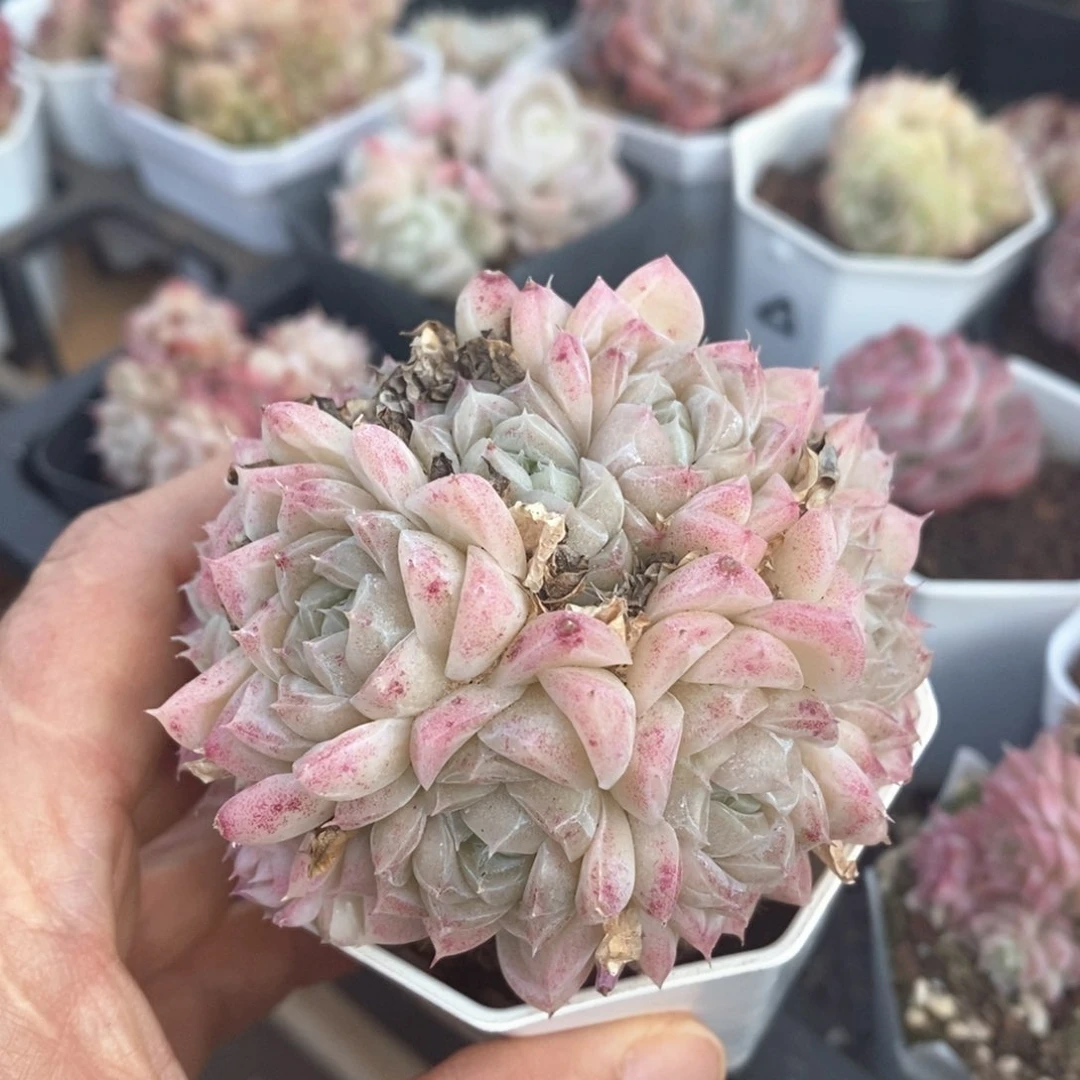 精品多肉一物一拍不包整34