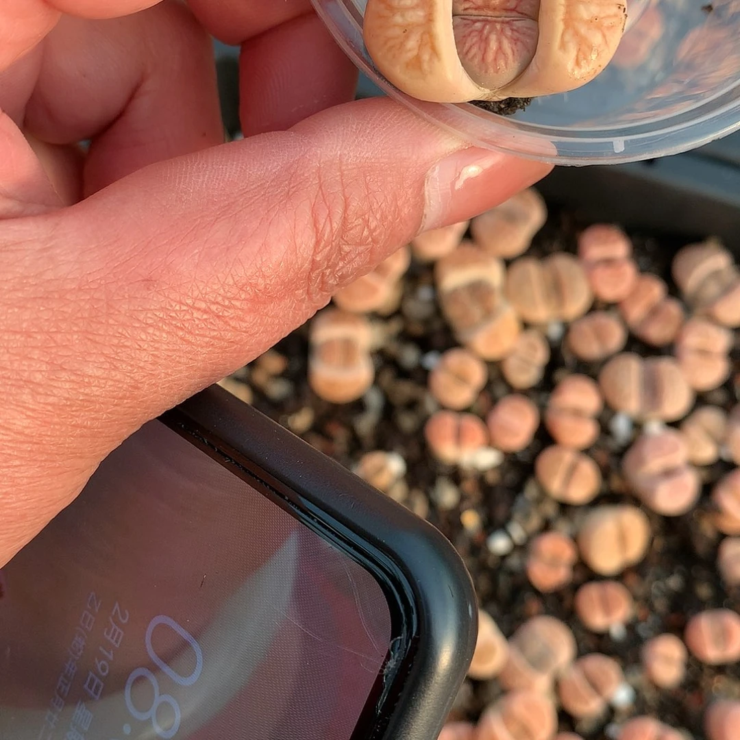 暖*?W283多肉植物保护研究所