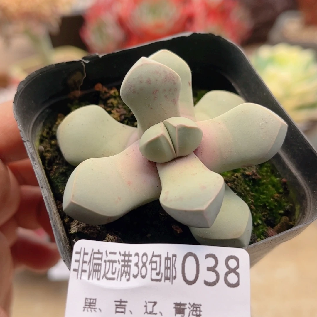 038魔域德华多肉