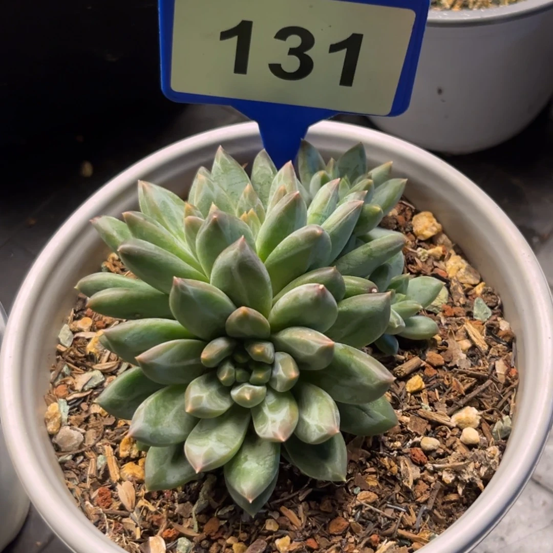 多肉植物优选暗纹美人131