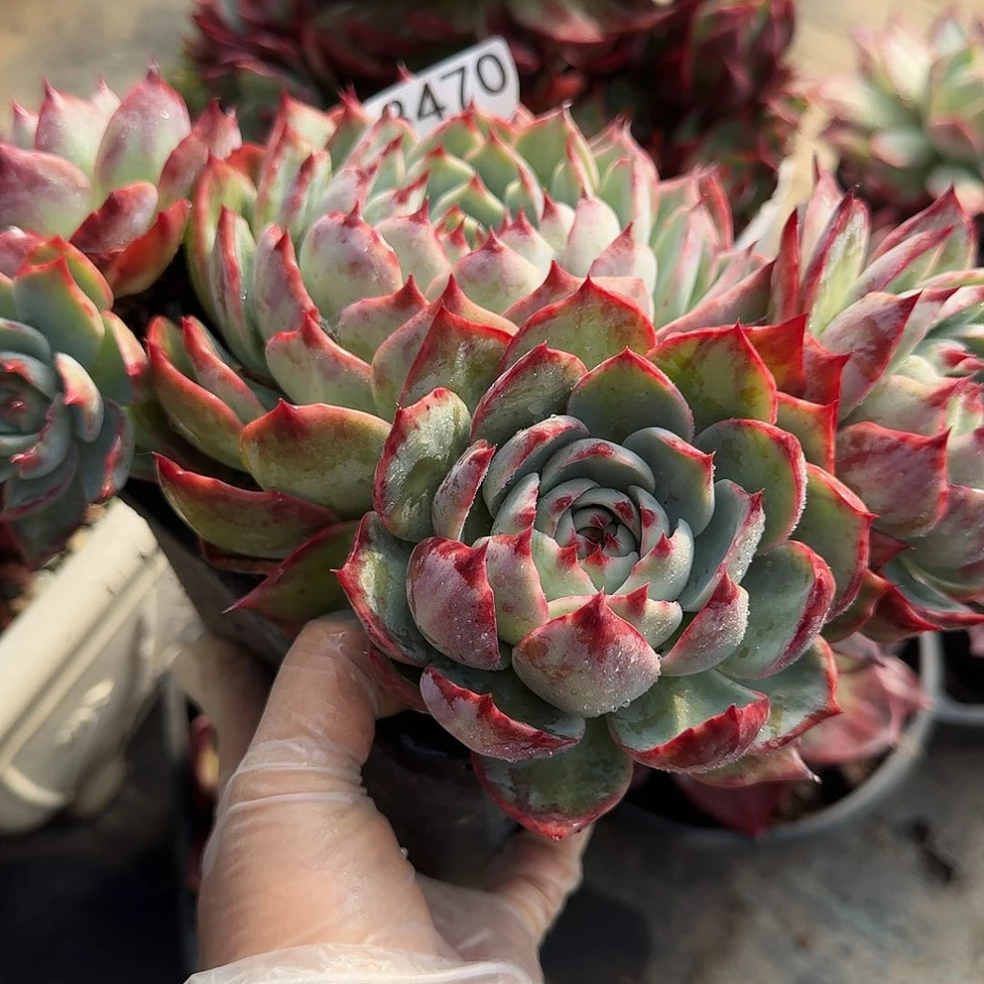 惊鸿仙子 3470...........