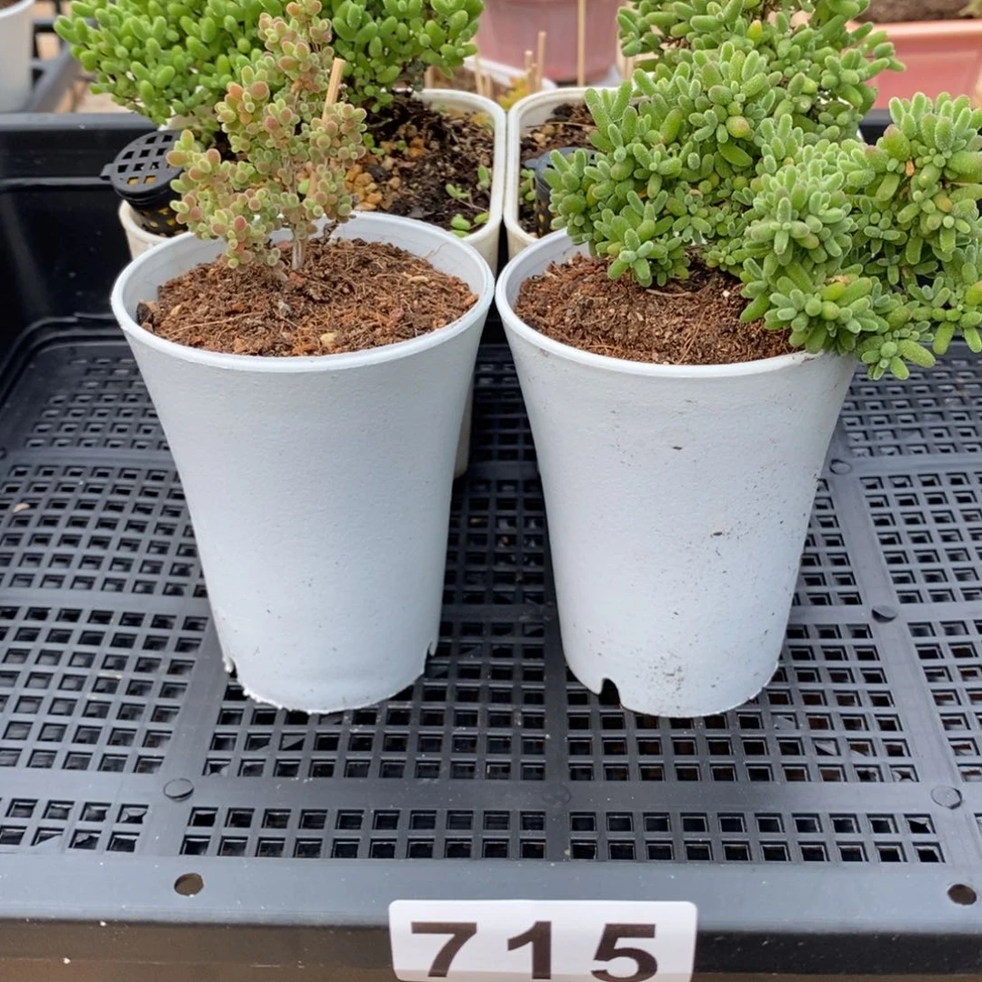 枝干番杏多肉植物715