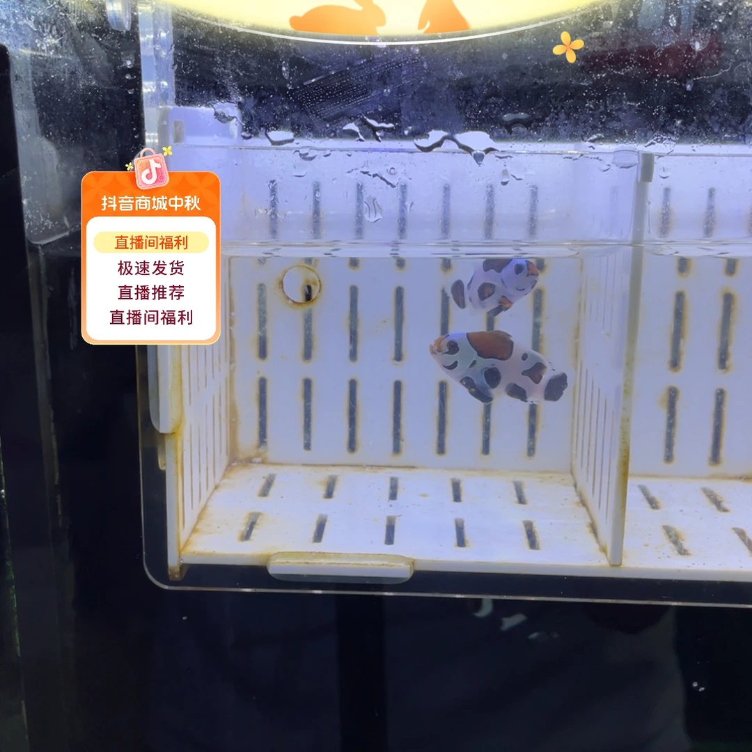 海水熊猫一对1111