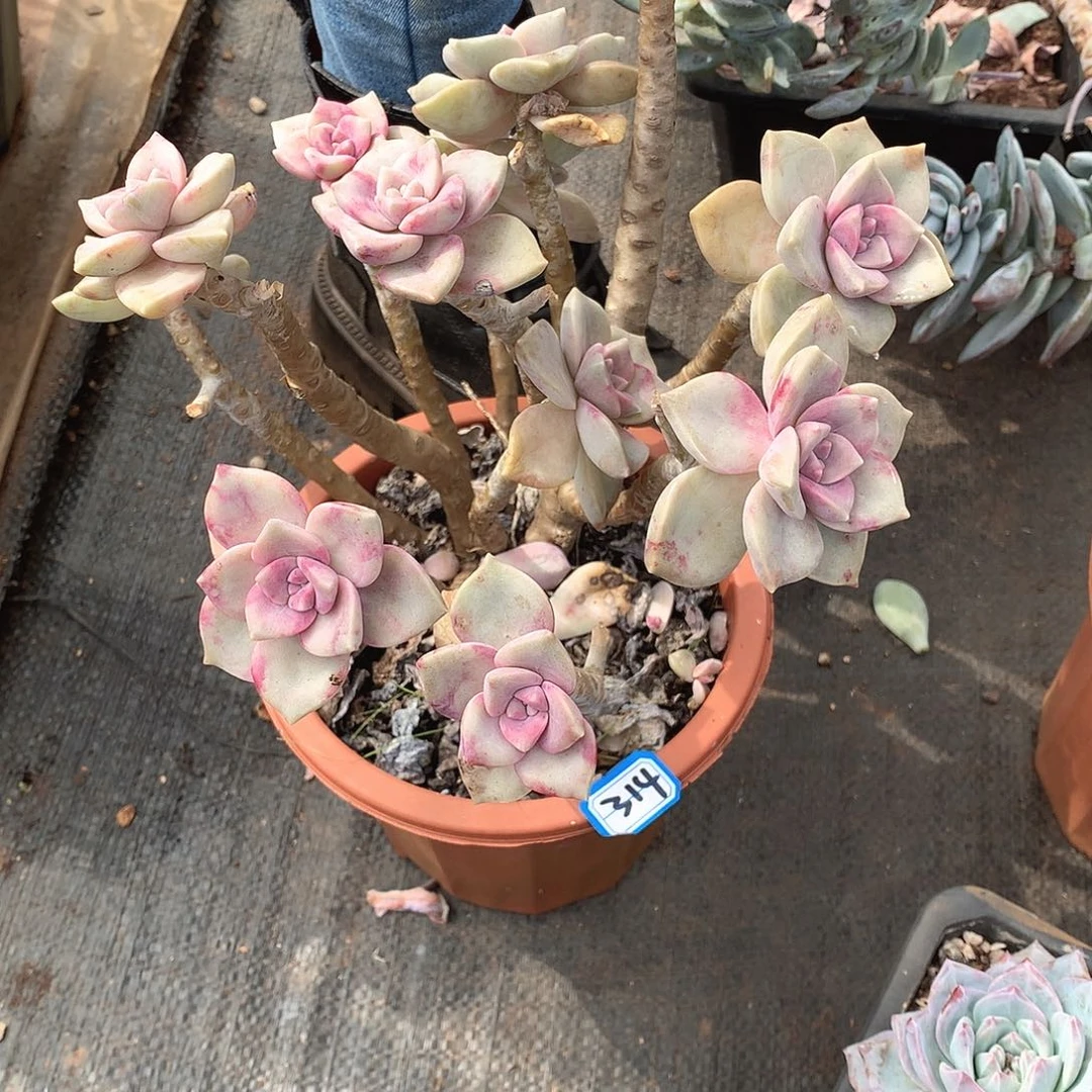 314紫乐 一物一拍多肉