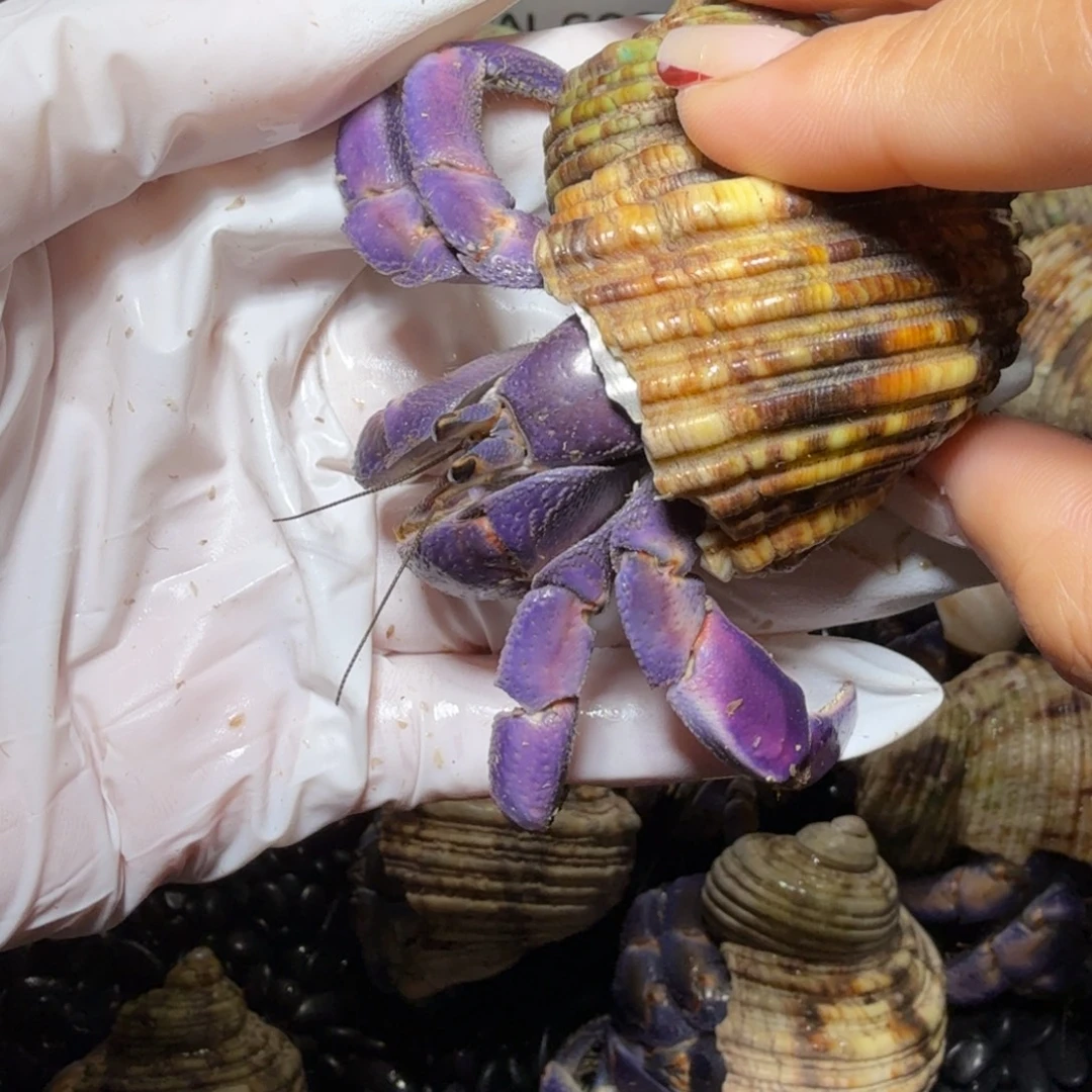 2.9口通体紫粉色