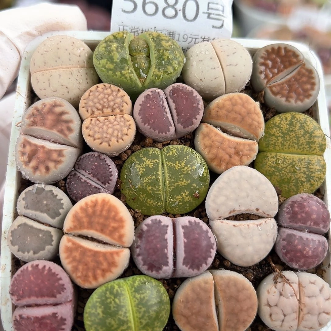 5680 好养易活生石花大母本