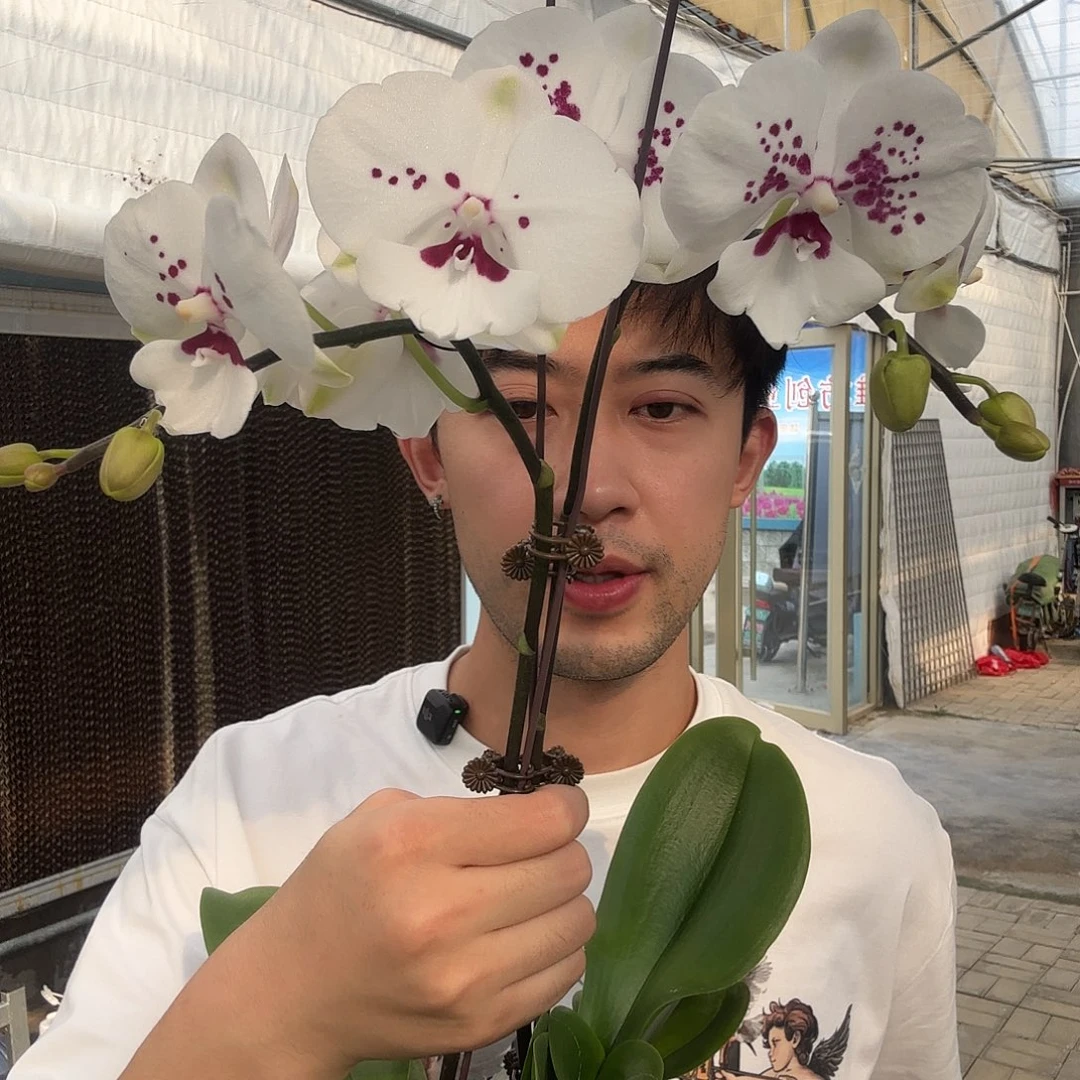 完全开放天鹅绒两颗装